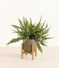 Lade das Bild in den Galerie-Viewer, Olive stand:bamboo