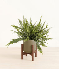 Lade das Bild in den Galerie-Viewer, Olive stand:walnut