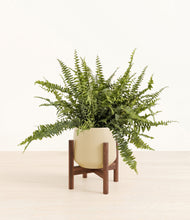Lade das Bild in den Galerie-Viewer, Almond Green stand:walnut
