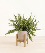 Lade das Bild in den Galerie-Viewer, Eternal Gray stand:bamboo