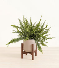 Lade das Bild in den Galerie-Viewer, Eternal Gray stand:walnut