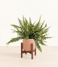 Lade das Bild in den Galerie-Viewer, Calm Rose stand:walnut
