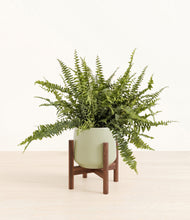 Lade das Bild in den Galerie-Viewer, Turquoise stand:walnut