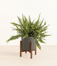 Lade das Bild in den Galerie-Viewer, Dark Olive stand:walnut