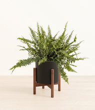 Lade das Bild in den Galerie-Viewer, Black stand:walnut