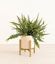 Lade das Bild in den Galerie-Viewer, Cream stand:bamboo