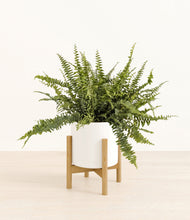 Lade das Bild in den Galerie-Viewer, White stand:bamboo