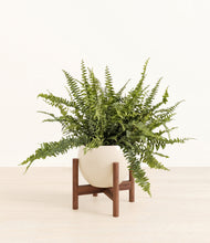 Lade das Bild in den Galerie-Viewer, Shiny EggWhite stand:walnut