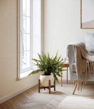 Lade das Bild in den Galerie-Viewer, Shiny EggWhite stand:walnut