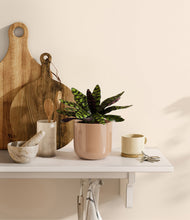 Load image into Gallery viewer, Glossy Pink