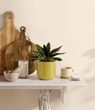 Load image into Gallery viewer, Key Lime Yellow