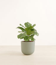 Lade das Bild in den Galerie-Viewer, Sage Green*****Profile