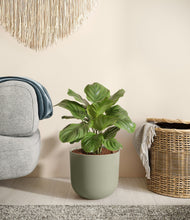 Lade das Bild in den Galerie-Viewer, Sage Green