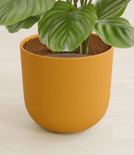 Lade das Bild in den Galerie-Viewer, Sunset Orange stand:all