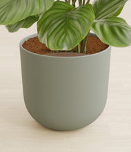 Lade das Bild in den Galerie-Viewer, Sage Green stand:all