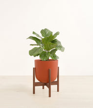 Lade das Bild in den Galerie-Viewer, Earth Red stand:walnut