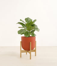 Lade das Bild in den Galerie-Viewer, Earth Red stand:bamboo