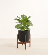 Lade das Bild in den Galerie-Viewer, Stone Black stand:walnut
