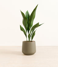 Load image into Gallery viewer, Olive*****Profile