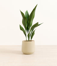 Load image into Gallery viewer, Almond Green*****Profile