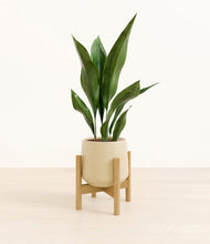 Load image into Gallery viewer, Almond Green stand:bamboo