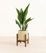 Load image into Gallery viewer, Almond Green stand:walnut