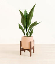 Load image into Gallery viewer, Gentle Pink stand:walnut