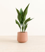 Load image into Gallery viewer, Calm Rose*****Profile