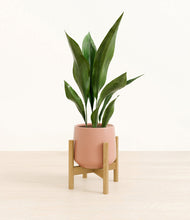 Load image into Gallery viewer, Calm Rose stand:bamboo