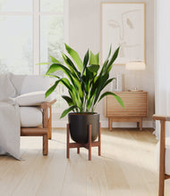 Load image into Gallery viewer, Stone Black stand:walnut