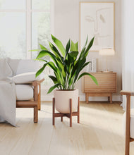 Load image into Gallery viewer, Sandy Pink stand:walnut