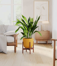 Load image into Gallery viewer, Sunset Orange stand:walnut