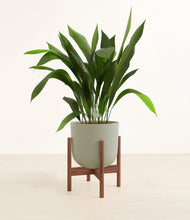 Load image into Gallery viewer, Sage Green stand:walnut