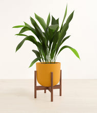 Load image into Gallery viewer, Sunset Orange stand:walnut