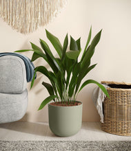 Load image into Gallery viewer, Sage Green