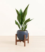 Load image into Gallery viewer, Deep Navy stand:walnut