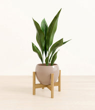 Load image into Gallery viewer, Desert Brown stand:bamboo