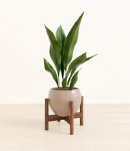 Load image into Gallery viewer, Desert Brown stand:walnut