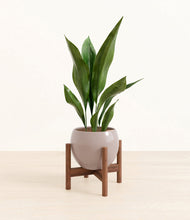 Load image into Gallery viewer, Winter Clouds stand:walnut