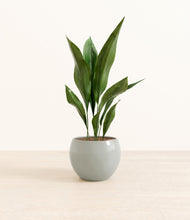 Load image into Gallery viewer, Deep Ocean*****Profile