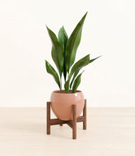 Load image into Gallery viewer, Calm Rose stand:walnut