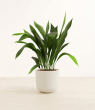 Load image into Gallery viewer, Natural Bamboo*****Profile