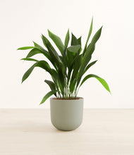 Load image into Gallery viewer, Sage Green*****Profile