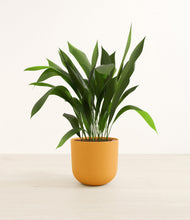 Load image into Gallery viewer, Sunset Orange*****Profile