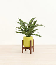 Load image into Gallery viewer, Key Lime Yellow stand:walnut