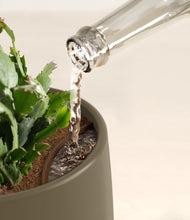 Load image into Gallery viewer, Olive stand:all