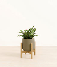 Load image into Gallery viewer, Olive stand:bamboo