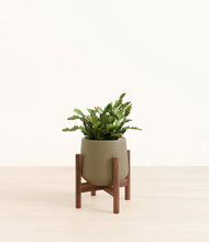 Load image into Gallery viewer, Olive stand:walnut