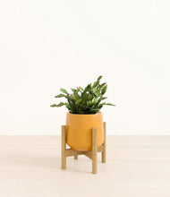 Load image into Gallery viewer, Mustard stand:bamboo