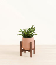 Load image into Gallery viewer, Calm Rose stand:walnut